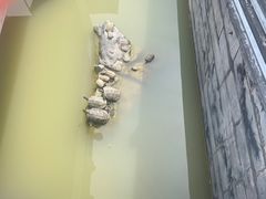 -长春观