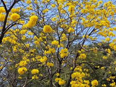 -深圳市人才园(深南大道店)