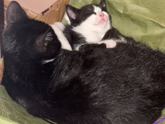 -瑞派康怡24h宠物医院·犬猫医疗中心·微创绝育(瑞景分院)