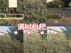 -嘉定紫藤园