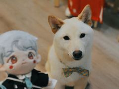 -柴迷FANS CLUB·柴犬狗咖·猫咖