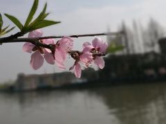 -高东镇樱花园