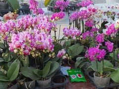 -中环花鸟鱼虫市场