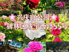 -西安青龙寺遗址景区