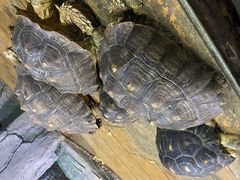 -石家庄市动物园