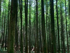 -山王坪喀斯特国家生态公园