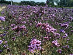 -北京东方普罗旺斯薰衣草庄园