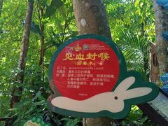 -呀诺达热带雨林