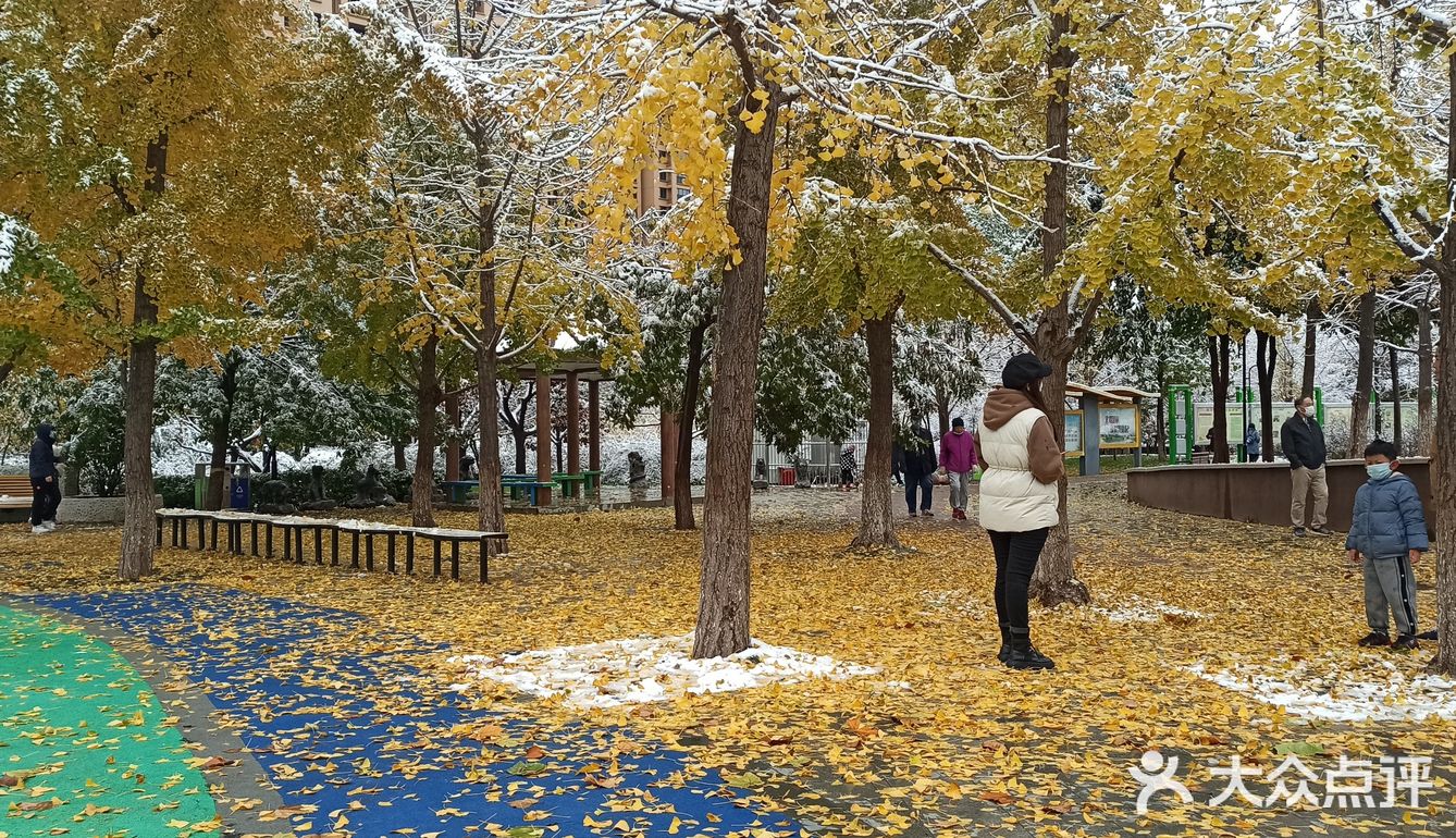 东环公园雪景和黄叶