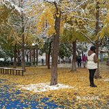 东环公园雪景和黄叶