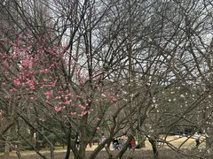 -杭州植物园