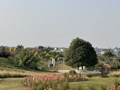 -空港花田景区