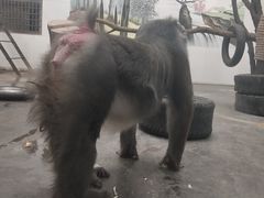 -西安秦岭野生动物园