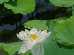 -荷塘月色湿地公园·向阳花洲