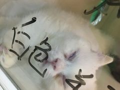 -李小姐の猫咖啡馆(五角场店)