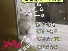 -飞行喵MR PILOT|猫舍·猫咖(静安大融城店)