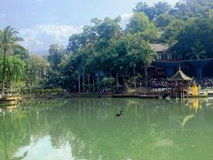 -西双版纳原始森林公园