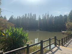 -上海长兴岛郊野公园