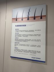 -碧莲盛不剃发植发