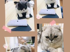 -猫音日语留学培训