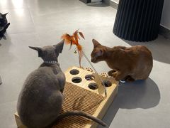-琪喵猫屋·撸猫猫咖·猫舍