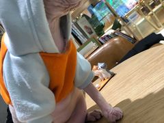 -藏猫猫咖啡主题馆(中央大道店)