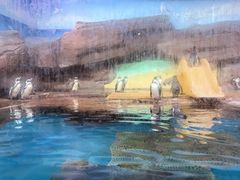 -海合安武汉极地海洋公园