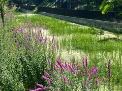 -白水寺森林公园