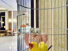 -上海崇明金茂凯悦酒店