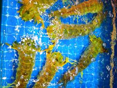 -醉壹号海鲜大排档(厦门美食地标店)