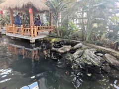 -南宫五洲植物乐园