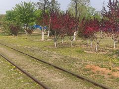 -永定河休闲森林公园