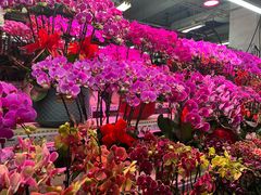 -花鸟鱼虫鲜花绿植市场(玉泉路店)