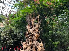 -呀路古热带植物园