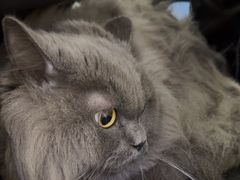 -美联众合动物医院·24h转诊中心