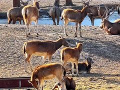 -北京麋鹿生态实验中心