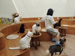 -有猫主题·治愈系猫咖(曾厝垵店)