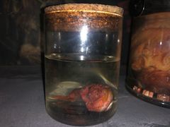 -秃鹫湾·推理大师沉浸式实景演绎推理剧场