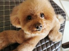 -佳雯宠物医院(金华南路分院)