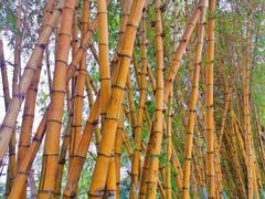 -鲤鱼塘农家山庄