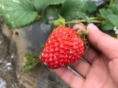 -胜丰草莓采摘园