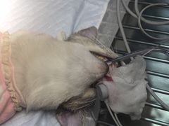 -德元·美联众合24小时动物医院(总院)