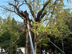 -上海佘山国家森林公园天马山园