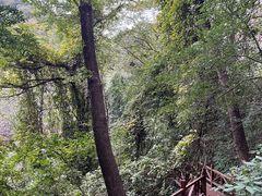 -大岭沟猕猴桃谷风景区