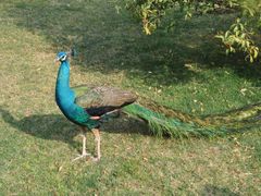 孔雀-西昌邛海宾馆