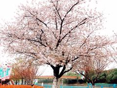 -高东镇樱花园