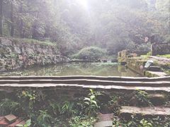 -铁山坪森林公园