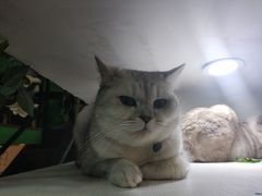 -李小姐の猫咖啡馆(五角场店)