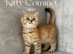 -小猫来了·猫舍(红山六九七九店)