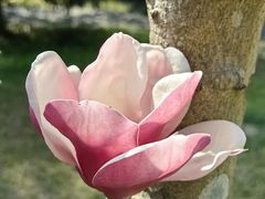 -中国科学院华南植物园